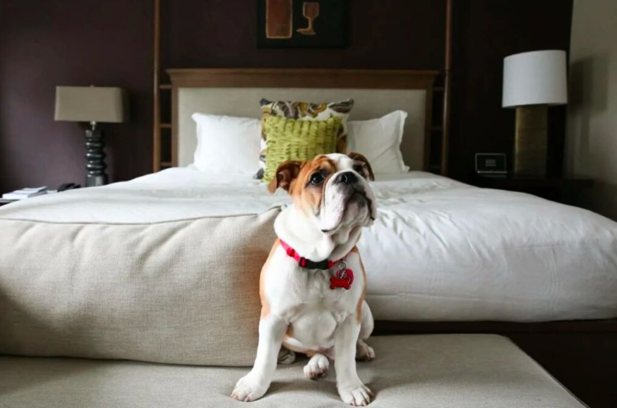 Apartament Pet-Friendly